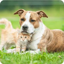 Cat Insurance vs. Dog Insurance Do Premiums and Coverage Differ