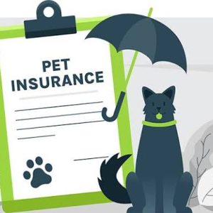 How to Compare Pet Insurance Quotes Without Getting Tricked by Fine Print