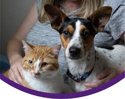 Is Pet Insurance Worth It A Cost-Benefit Analysis for Dog and Cat Owners