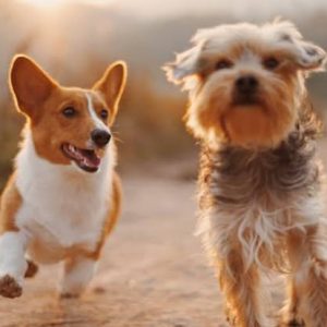 Pet Insurance Reviews & Provider Comparisons — The Complete Guide