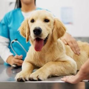Pet Insurance Waiting Periods What They Are and Why They Matter